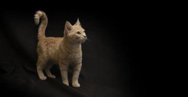 Small light yellow tabby cat standing on all 4 legs with tail up looking up