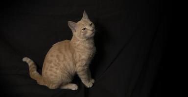 Small light yellow tabby cat sitting on its hind legs seen in profile with its head looking up