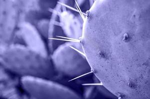 purple violet Cactus with needles close-up on blurred background. prickly pear, Opuntia plant background in trendy Colors of the year 2022 very peri photo