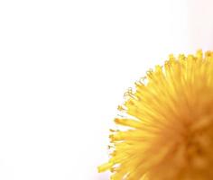 Yellow dandelion close-up on white background, pistils and pollen, floral background copy space, macro photography, selective focus photo