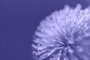 primer plano de diente de león violeta púrpura en el fondo, pistilos y polen, espacio de copia de fondo floral, fotografía macro, enfoque selectivo foto