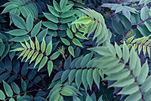 Plant background with blue green leaves of rowan twigs close-up photo