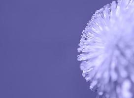 primer plano de diente de león violeta púrpura en el fondo, pistilos y polen, espacio de copia de fondo floral, fotografía macro, enfoque selectivo foto