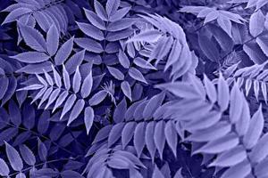 fondo de planta violeta púrpura con hojas azules de primer plano de ramitas de serbal en colores de moda del año 2022 muy peri foto
