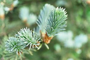 Small fresh bunches of blue spruce needles close up, coniferous tree photo