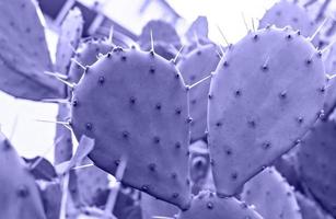 purple violet Cactus with needles close-up on blurred background. prickly pear, Opuntia plant background in trendy Colors of the year 2022 very peri photo