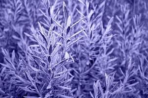 Natural plant green blue background with selective focus and copy space photo