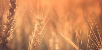 Wheat field sunset. Ears of golden wheat closeup. Rural scenery under shining sunlight. Close-up of ripe golden wheat, blurred golden Harvest time concept. Nature agriculture, sun rays bright farming photo