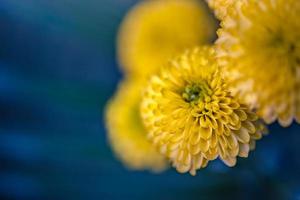 bellas flores macro fondo de arte abstracto con un enfoque suave. naturaleza de flores amarillas suaves sobre fondo azul turquesa claro. Tranquilo primavera verano naturaleza primer plano y fondo de follaje borroso foto