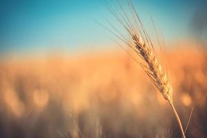 Wheat field sunset. Ears of golden wheat closeup. Rural scenery under shining sunlight. Close-up of ripe golden wheat, blurred golden Harvest time concept. Nature agriculture, sun rays bright farming photo