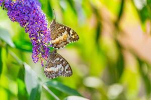 hermoso primer plano de la naturaleza, flores de verano y mariposas bajo la luz del sol. desenfoque brillante naturaleza puesta de sol naturaleza prado campo con mariposa como concepto de primavera verano. maravilloso prado de verano inspirar la naturaleza foto