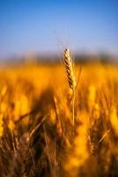 Wheat field sunset. Ears of golden wheat closeup. Rural scenery under shining sunlight. Close-up of ripe golden wheat, blurred golden Harvest time concept. Nature agriculture, sun rays bright farming photo