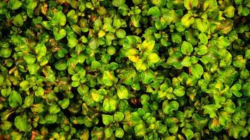 fondo de follaje verde fresco y natural foto