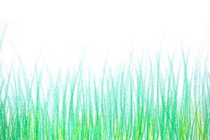 grass isolated on white background. photo