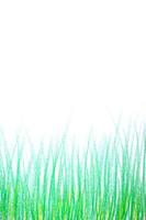 grass isolated on white background. photo