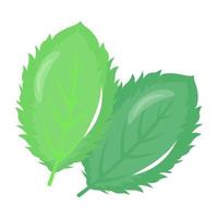 Icon of spinach leaves flat design vector