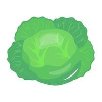 Green vegetable, flat icon of cabbage vector