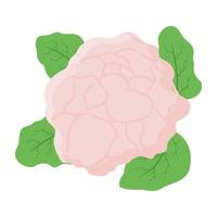 un icono de vector plano de coliflor