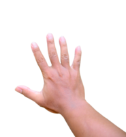 hands of the person png