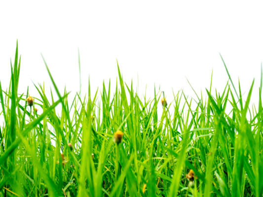 Green Land PNGs for Free Download