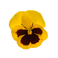 Bright yellow violet flower, pansies, isolated photo png