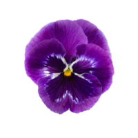 fleur violette violette, pensées, gros plan, photo isolée png