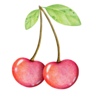 bayas de cereza brillantes, cerezas. ilustración dibujada a mano con una cereza, estilo de dibujos animados png