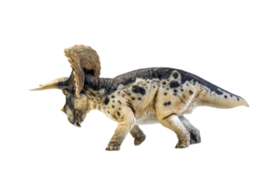 dinosaurie , triceratops på isolerat bakgrund png