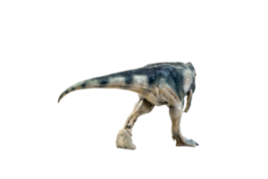 dinosaure , giganotosaurus sur fond isolé png