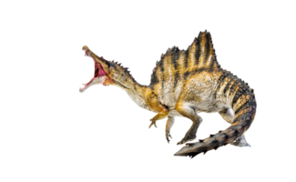 dinosaurus , spinosaurus geïsoleerd achtergrond png