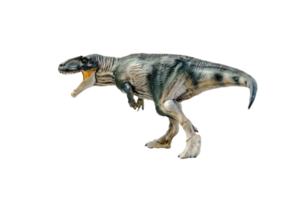 dinosaure , giganotosaurus sur fond isolé png