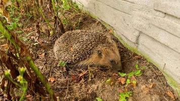 Hungriger Igel, der im Garten isst. Hilfe für Waldtiere. dem kranken Igel helfen, wieder auf die Beine zu kommen video