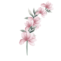 Pink watercolor flowers png