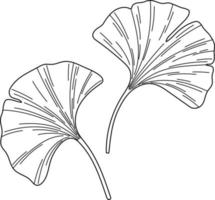 Ginkgo biloba leaves sketch