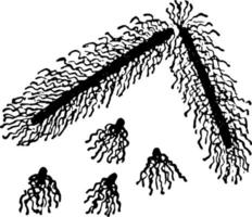Bacillus Vulgaris, vintage illustration. vector