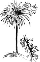 ilustración vintage de árbol de dragón. vector