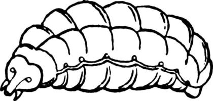 larva de abeja melífera, ilustración antigua. vector