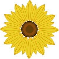 A beautiful sunflower, vector or color illustration.