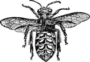 abeja obrera, ilustración vintage. vector