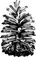 pino de hoja larga pinus palustris mill.. cono abierto tamaño natural. ilustración de la vendimia vector