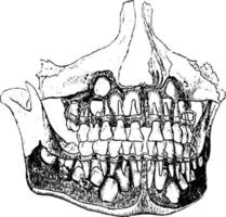 Human Jaw, vintage illustration. vector