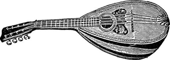 Mandolin String Instrument, vintage illustration. vector