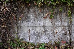 Wild wine covering a concrete wall photo