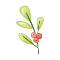 mistletoe branch with beans vector