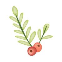 mistletoe branches and seeds vector