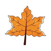 maple leaf autumn season vector
