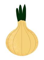 onion vegetable icon vector