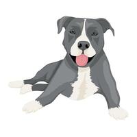 american staffordshire dog vector