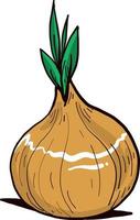 Fresh onion,illustration,vector on white background vector