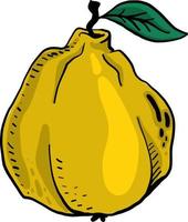 Yellow quince, illustration, vector on white background